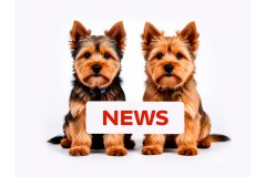News News