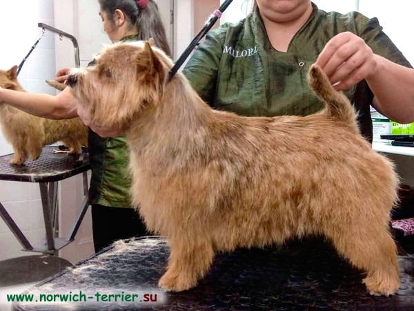 Пинануар Бронзовая Птица