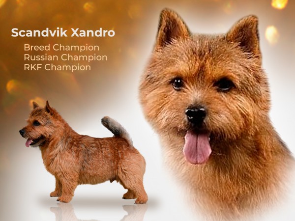 Scandvik Xandro