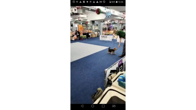 Norwich terrier Pinanoir Zhendo. The first dog show / Норвич Терьер Пинануар Жендо - первая выставка