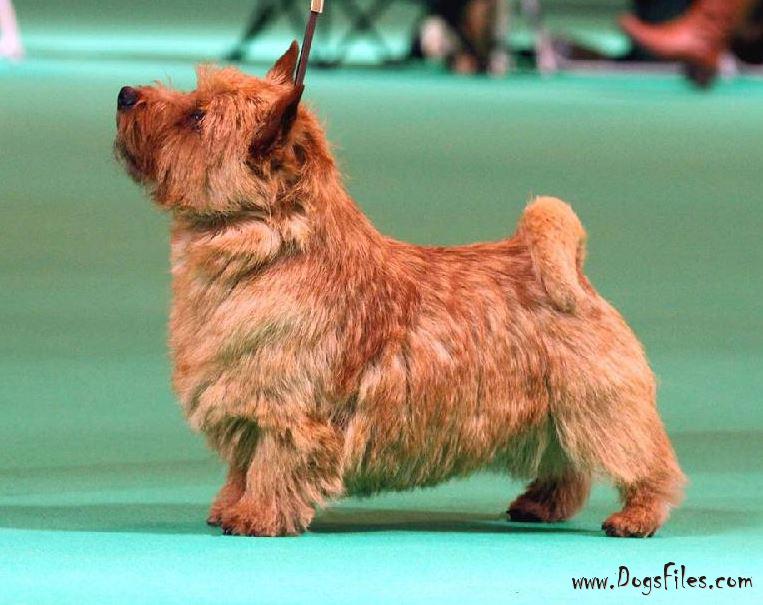 Ragus Royal Tweed Brait Nouz