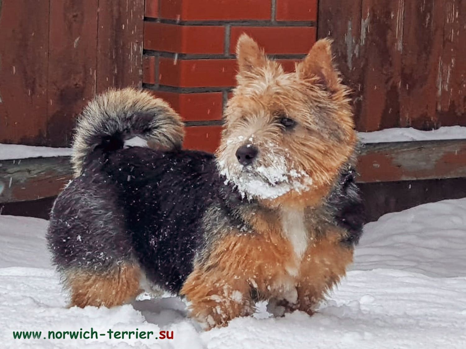 Дисней